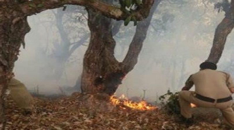 forest