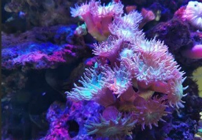 flora