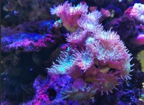 flora