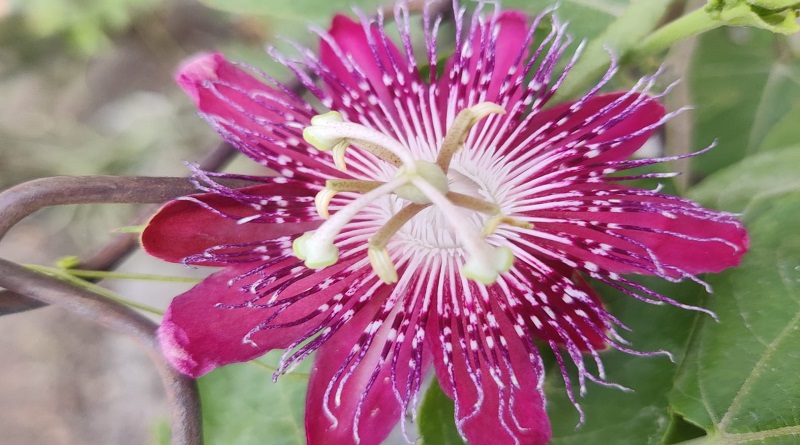 rakshabandhan