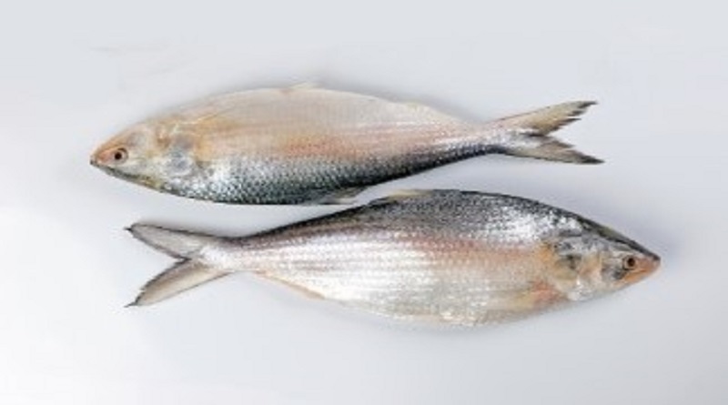 hilsa fish