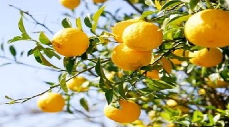 yuzu